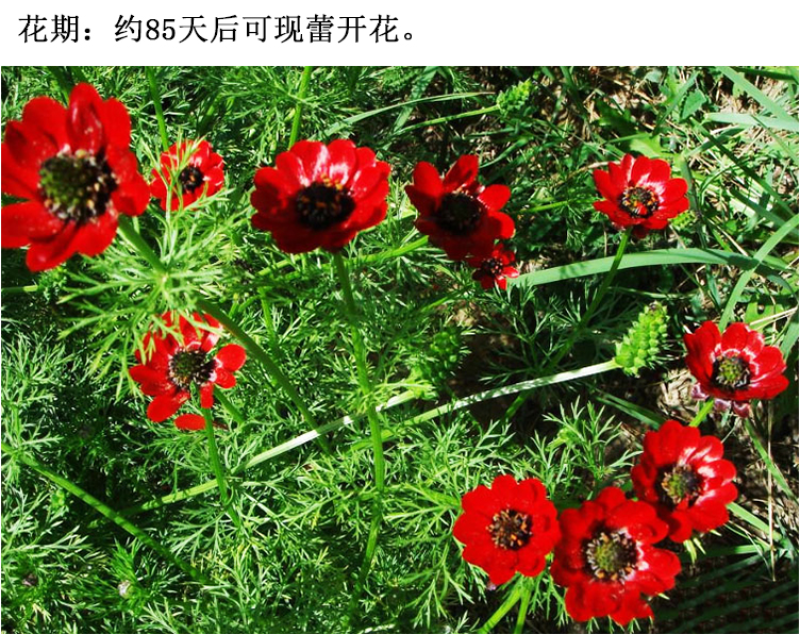 福寿花四季易种易活花种子室内春播种盆栽秋冬季花籽花卉花草