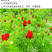 福寿花四季易种易活花种子室内春播种盆栽秋冬季花籽花卉花草