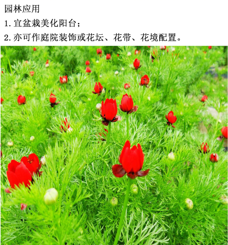 福寿花四季易种易活花种子室内春播种盆栽秋冬季花籽花卉花草