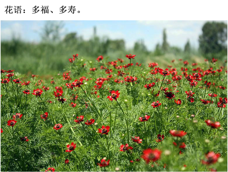 福寿花四季易种易活花种子室内春播种盆栽秋冬季花籽花卉花草