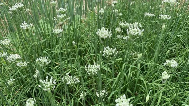 2026年韭菜花，半花半籽、全籽大量供应工厂、市场电商。