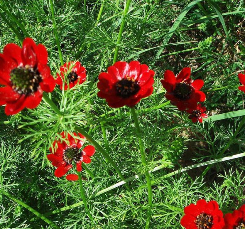 福寿花四季易种易活花种子室内春播种盆栽秋冬季花籽花卉花草