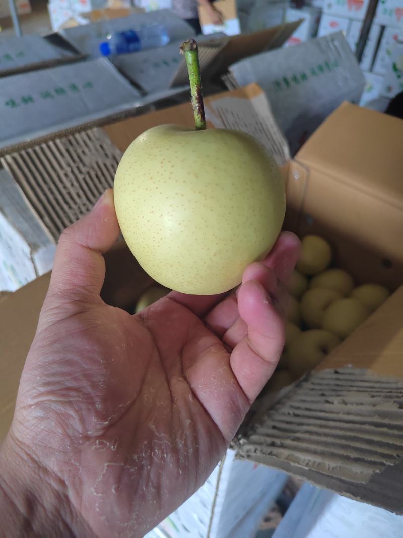 河北皇冠梨大量上市，果面干净，颜色白口感甜需要的电商联系