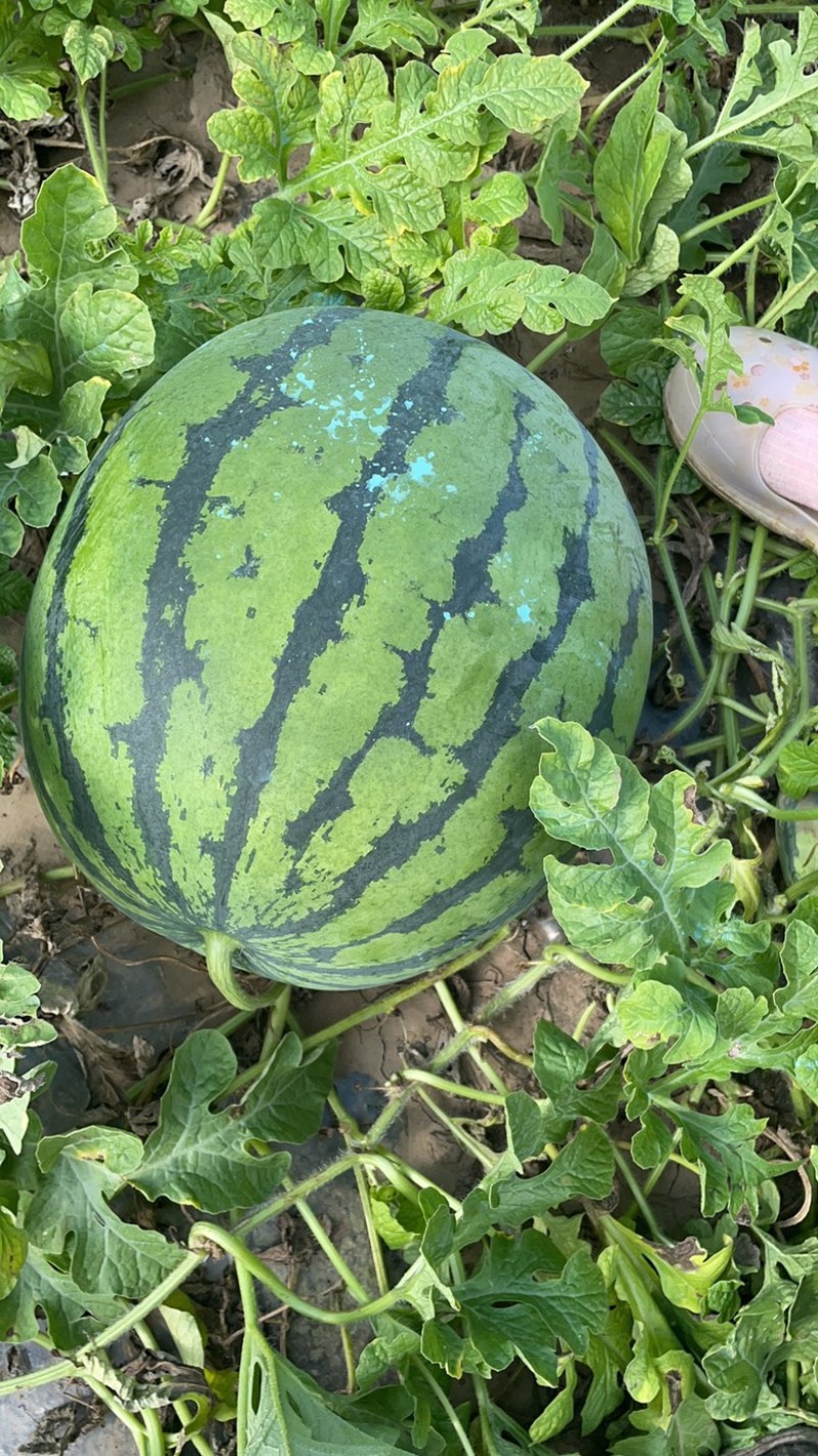 吉林西瓜