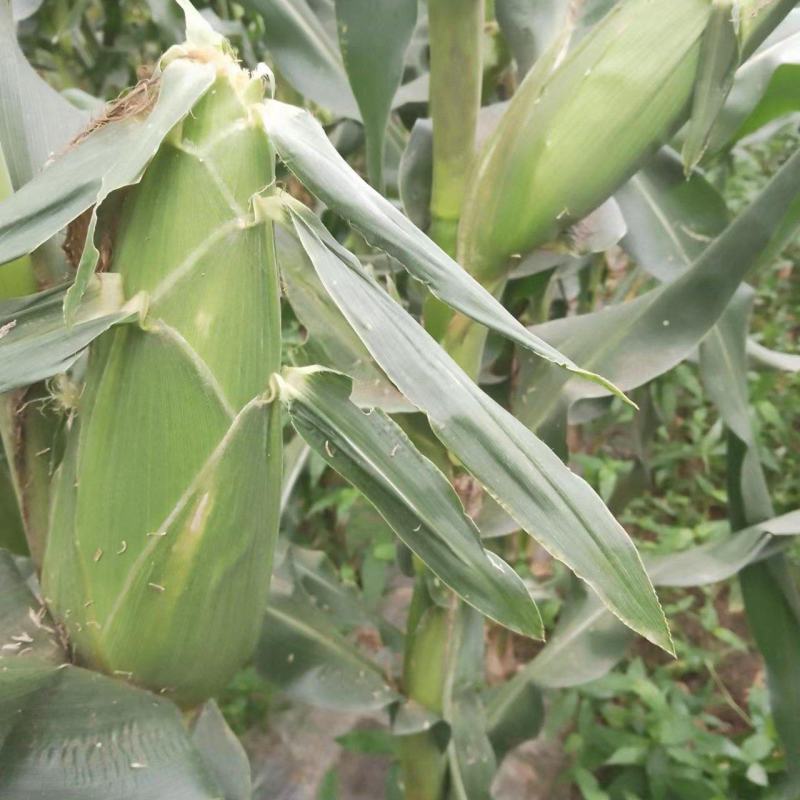 大棒万诺两千奥，饱满，无虫，质量杠杠好