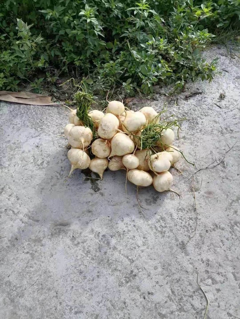 凉薯