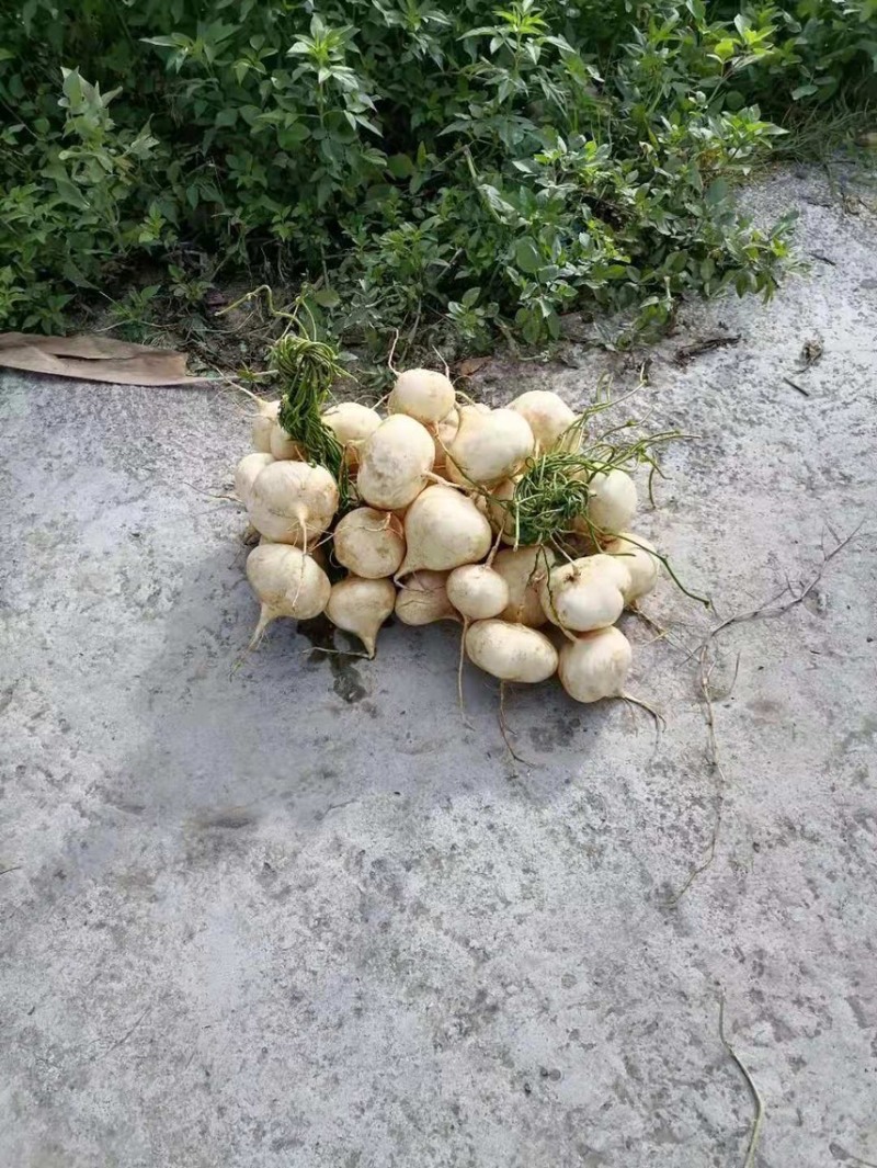 凉薯
