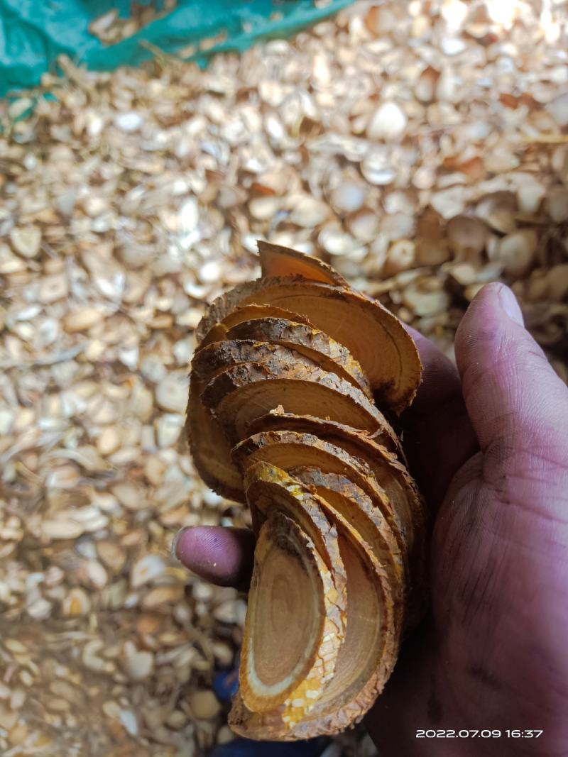 野生，穿破石根，中药材，穿破石根切段，切片无硫