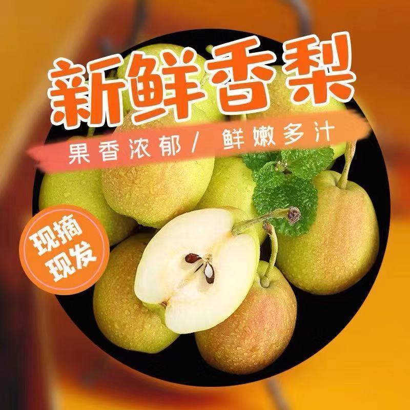 新梨七号河北赵县梨沙土地种植皮薄肉细，7月1号自然成熟