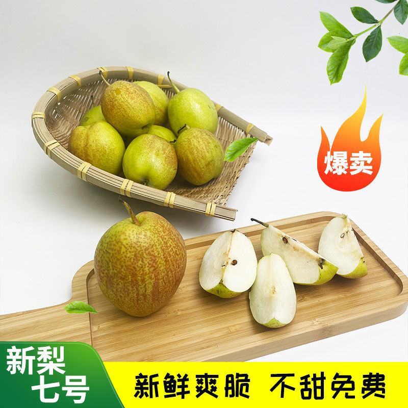 新梨七号河北赵县梨沙土地种植皮薄肉细，7月1号自然成熟