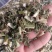 益母草野生新货益母草童子益母草大花小花益母草色青无杂