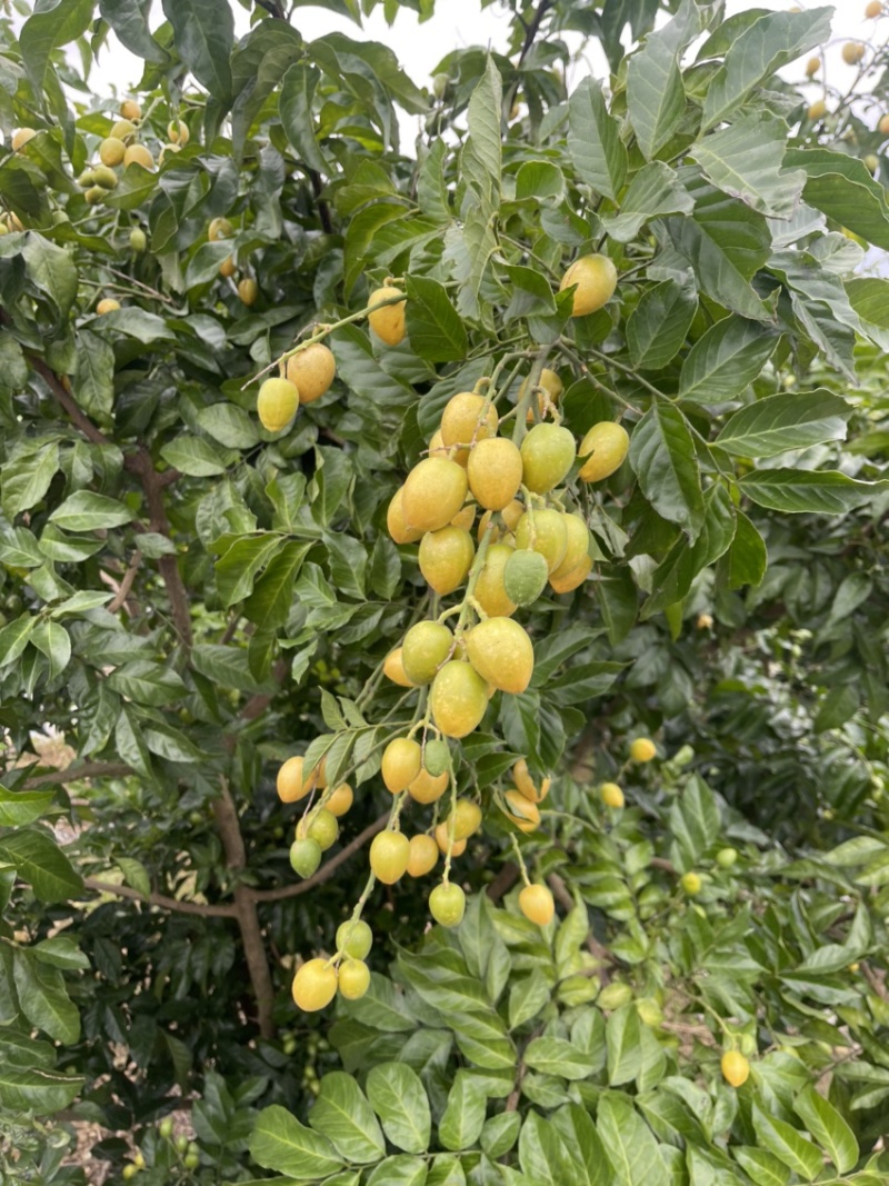 鸡心黄皮果