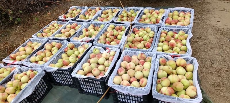湖北枣阳市红不软桃子