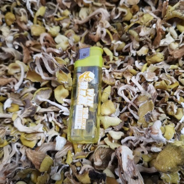 鸡油菌（榆黄蘑）筛选后去渣碎片