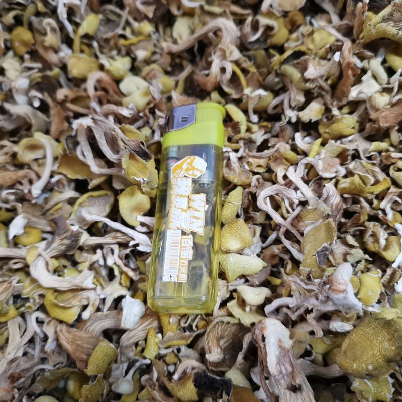 鸡油菌（榆黄蘑）筛选后去渣碎片
