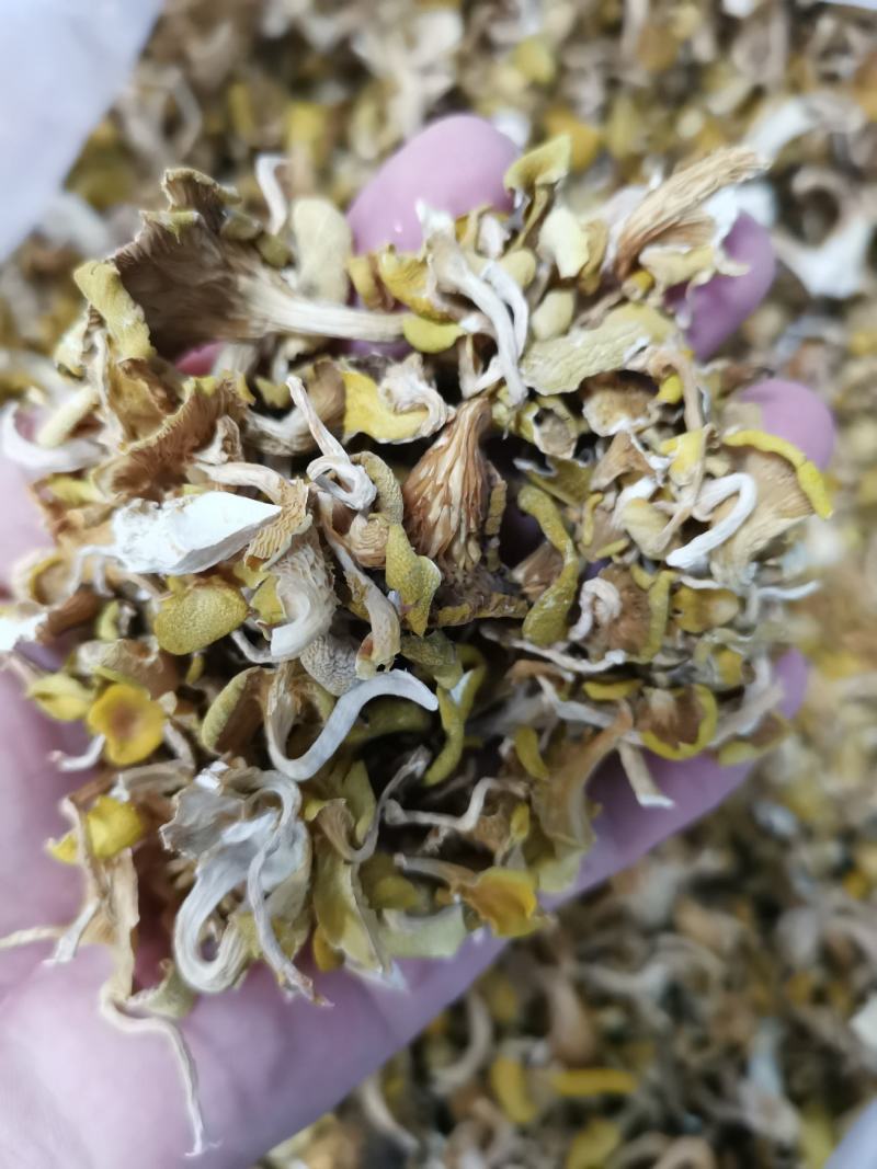 鸡油菌（榆黄蘑）筛选后去渣碎片