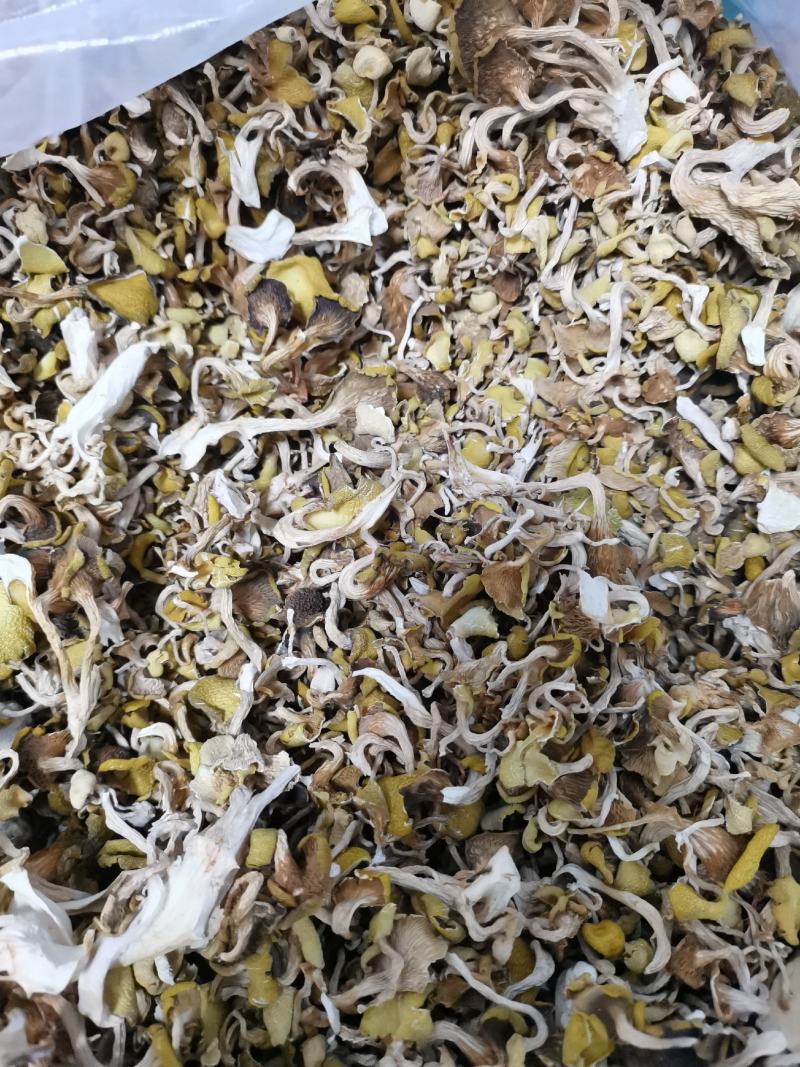 鸡油菌（榆黄蘑）筛选后去渣碎片