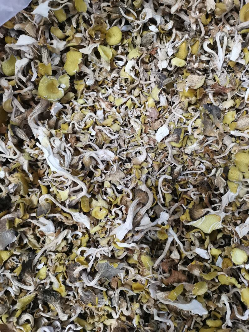 鸡油菌（榆黄蘑）筛选后去渣碎片