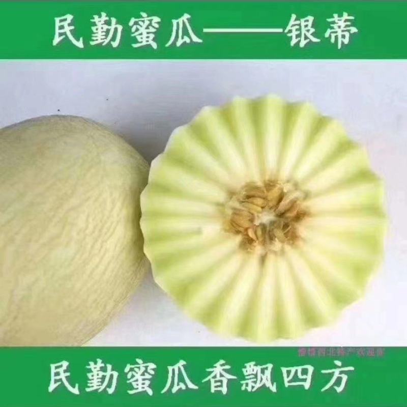 银帝，民勤大漠甜瓜