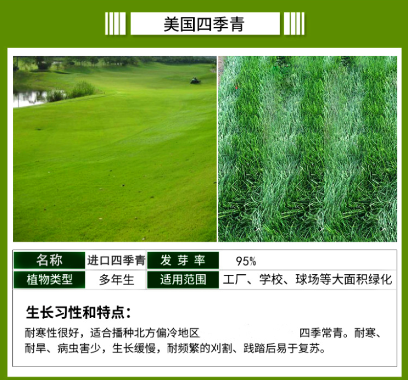 高羊茅种子高羊毛草籽冷季型草坪种子护坡固土绿化耐践踏