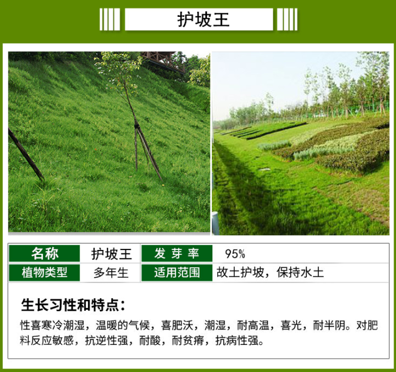 高羊茅种子高羊毛草籽冷季型草坪种子护坡固土绿化耐践踏