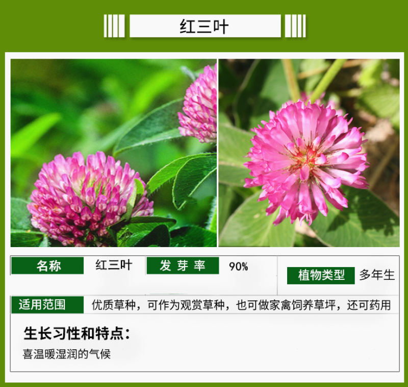 高羊茅种子高羊毛草籽冷季型草坪种子护坡固土绿化耐践踏