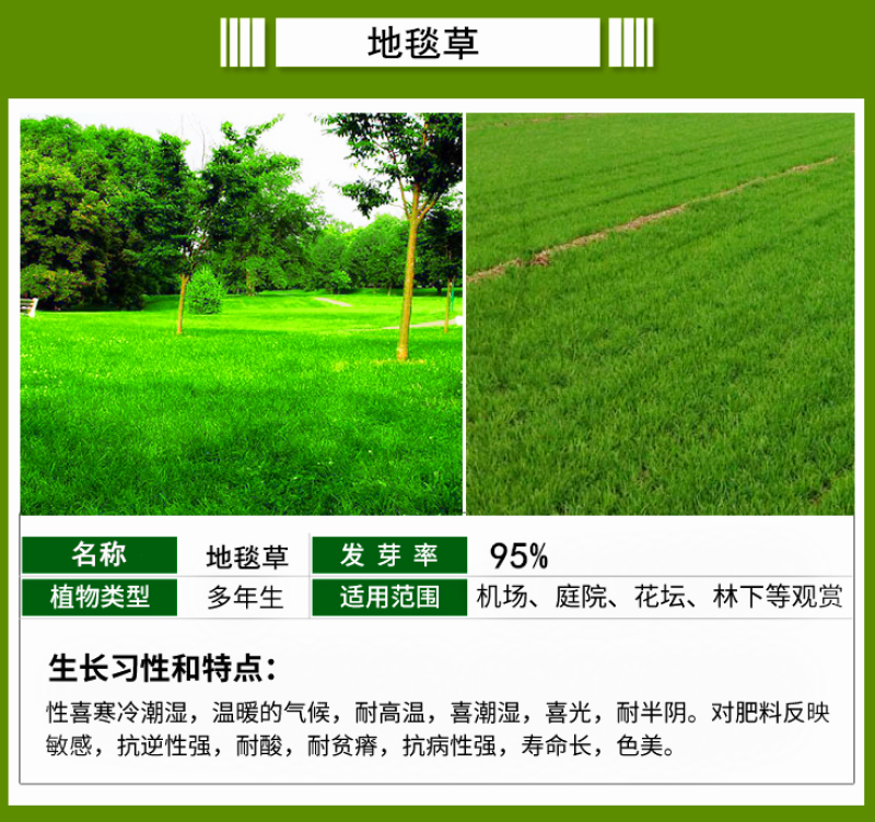 高羊茅种子高羊毛草籽冷季型草坪种子护坡固土绿化耐践踏