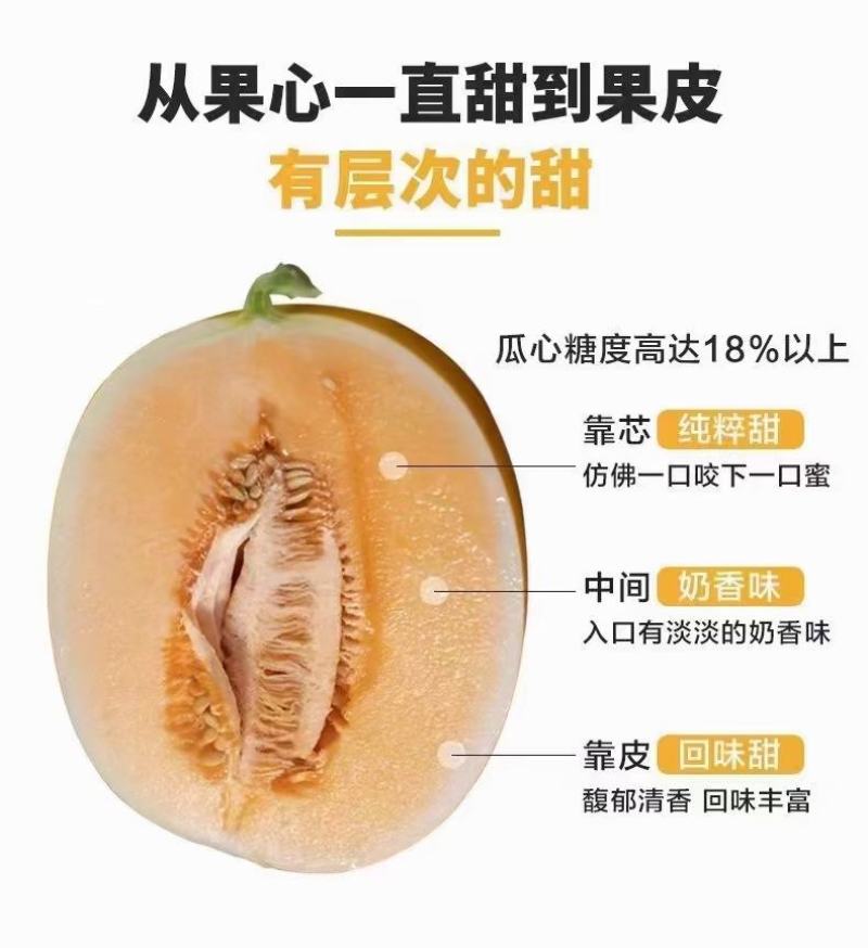 金红宝，民勤大漠甜瓜