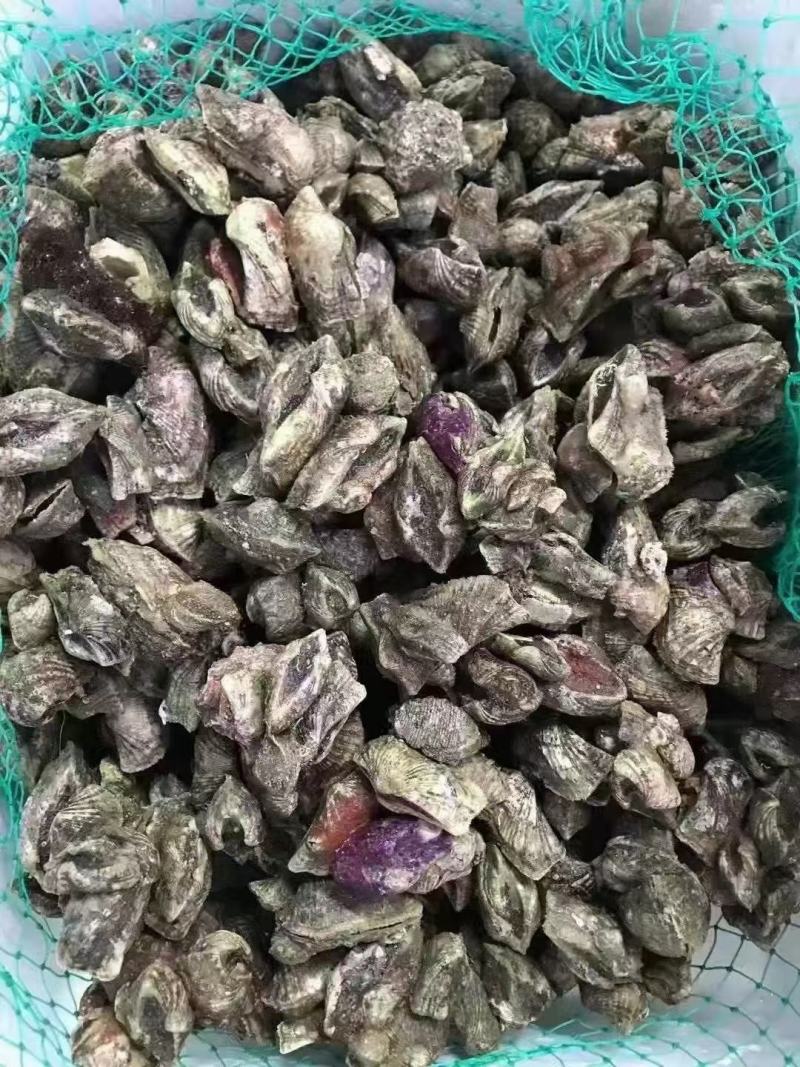 北海本地姐妹螺，物美价廉，一手货源