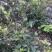 【诚信商家】黑茶毛茶，可加工成任意黑茶成品茶的半成品茶！