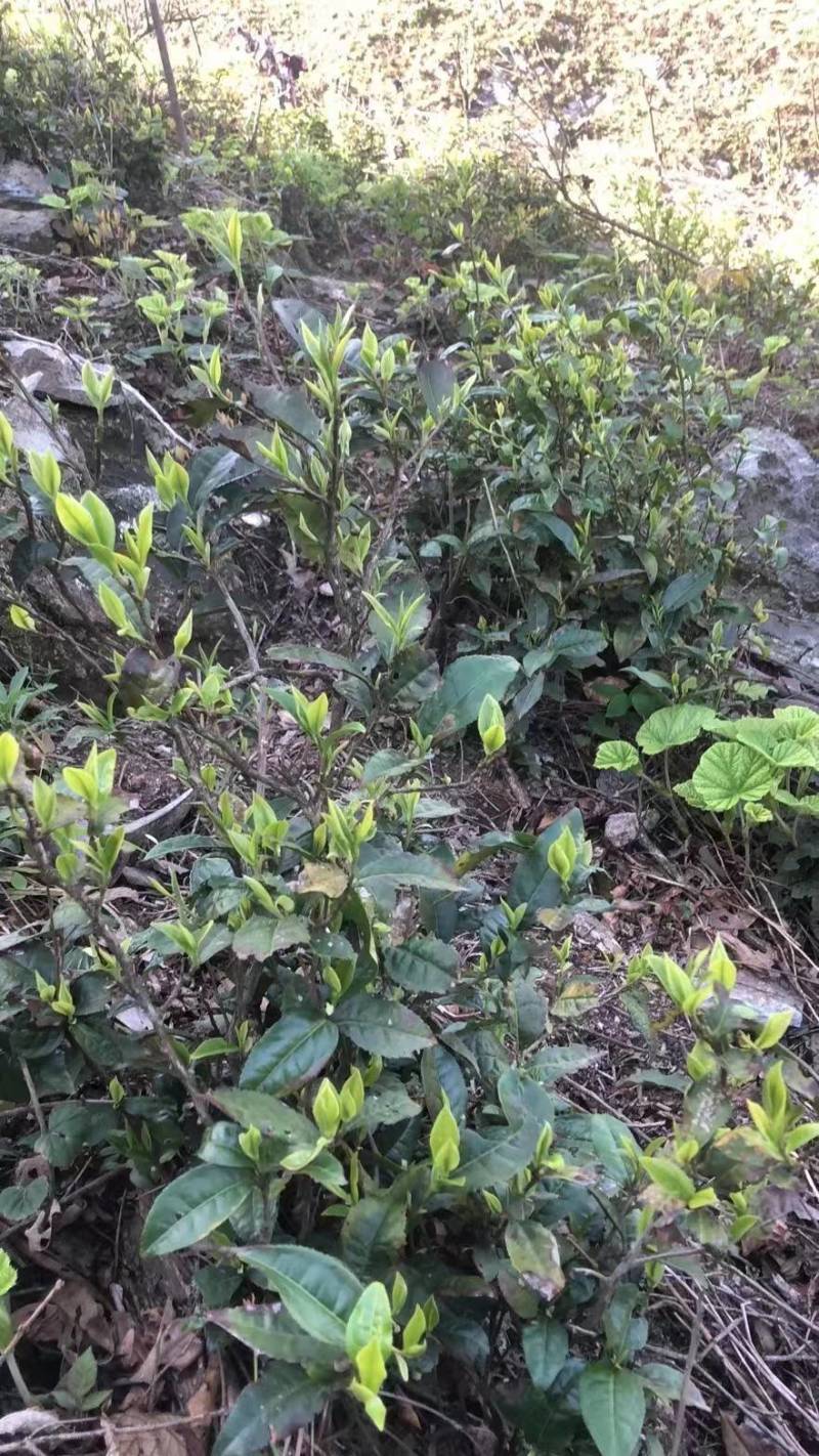 【诚信商家】黑茶毛茶，可加工成任意黑茶成品茶的半成品茶！