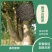 普洱茶古树茶大树茶单株茶绿茶汤色金亮回味无穷