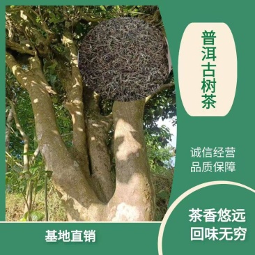 普洱茶古树茶大树茶单株茶绿茶汤色金亮回味无穷