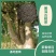 普洱茶古树茶大树茶单株茶绿茶汤色金亮回味无穷