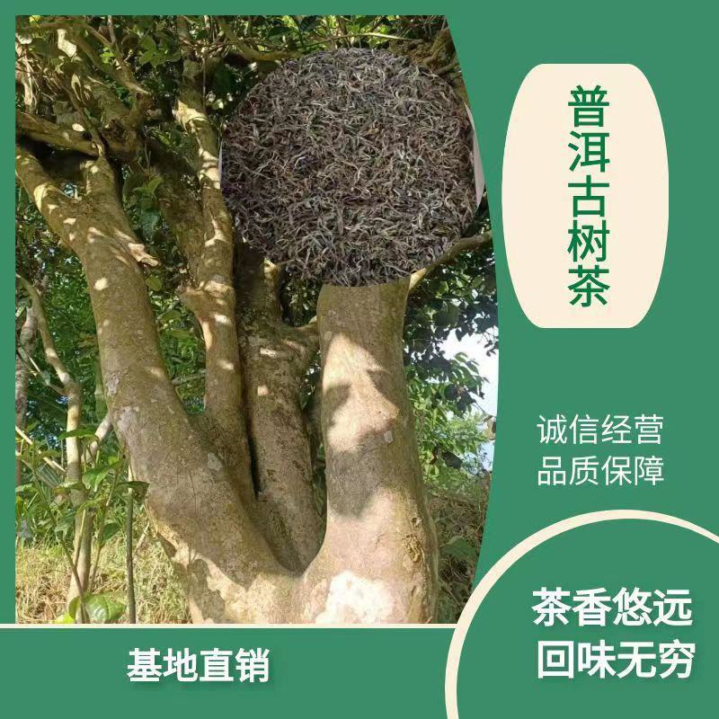 普洱茶古树茶大树茶单株茶绿茶汤色金亮回味无穷