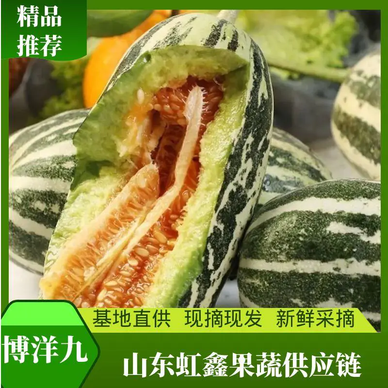 博洋九号甜瓜山东甜瓜博洋甜瓜产地发货
