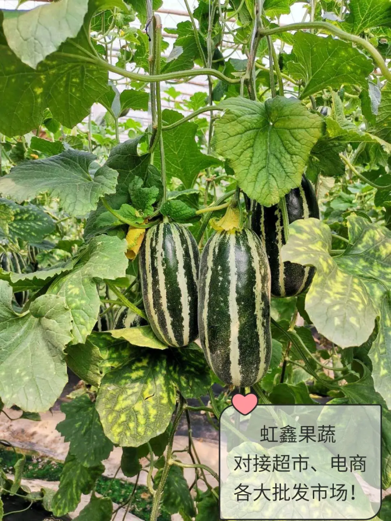 博洋九号甜瓜山东甜瓜博洋甜瓜产地发货