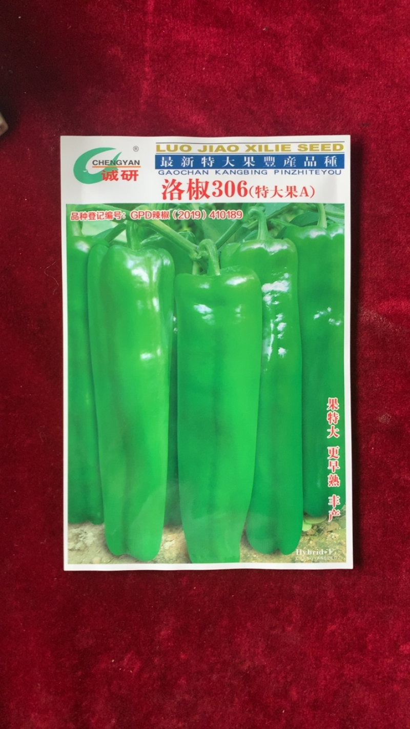 洛椒306（特大果A），最大单果可达200—300g之间