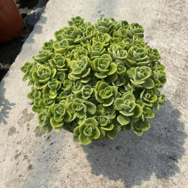 180#碰碰香基地大量有货