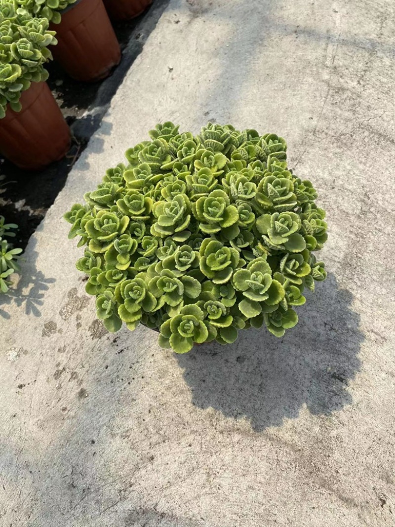 180#碰碰香基地大量有货