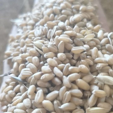 自家种植小麦晒干10个水分玉米大豆都有要的联系