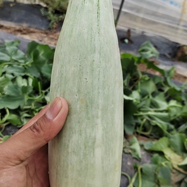 精品头茬博洋61大量上市中欢迎选购，欢迎老板选购