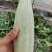 精品头茬博洋61大量上市中欢迎选购，欢迎老板选购
