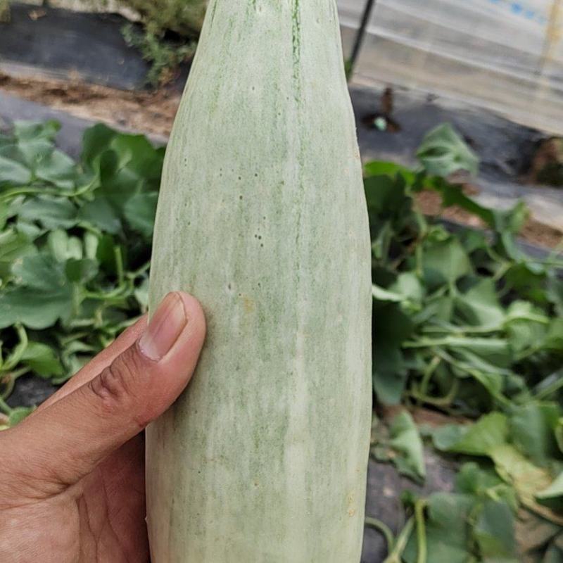 精品头茬博洋61大量上市中欢迎选购，欢迎老板选购