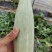 精品头茬博洋61大量上市中欢迎选购，欢迎老板选购