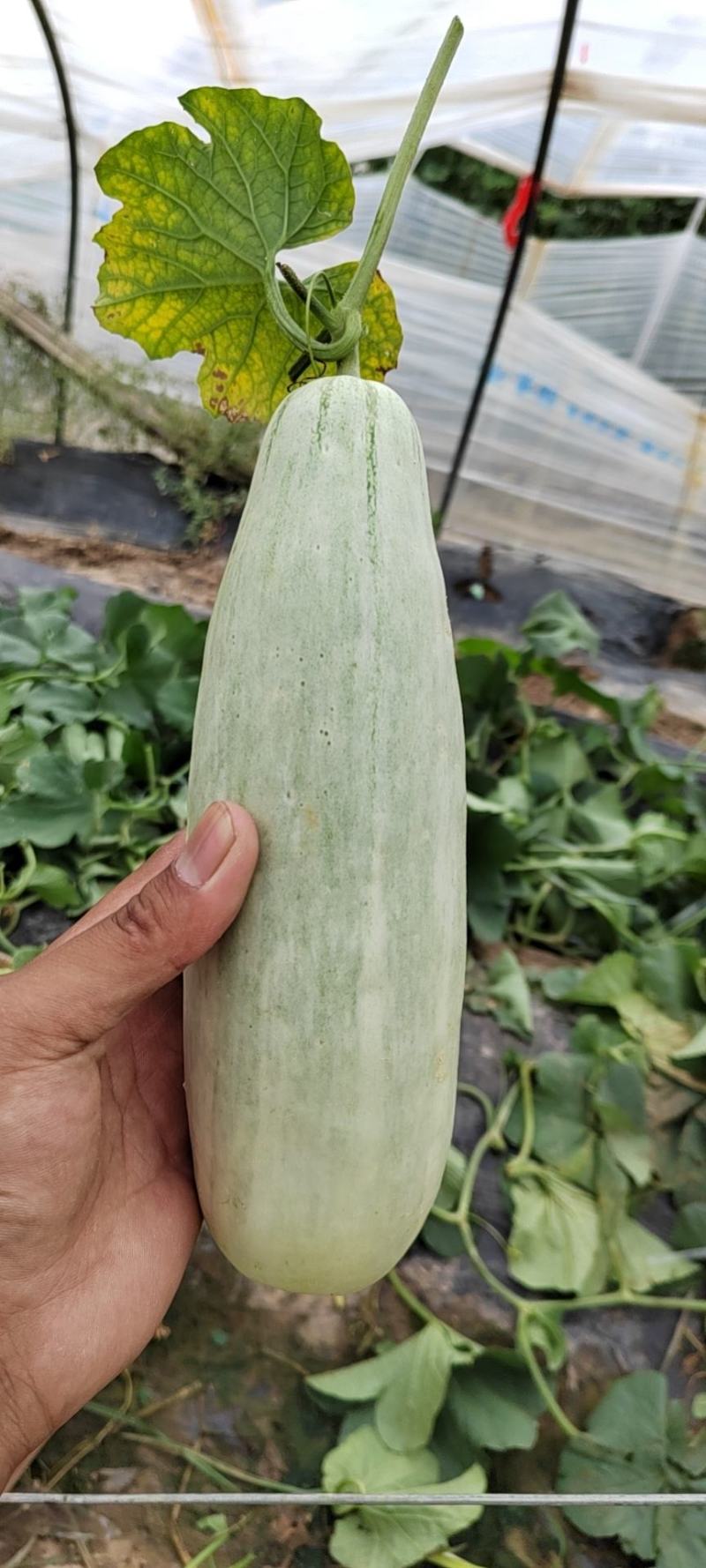 精品头茬博洋61大量上市中欢迎选购，欢迎老板选购