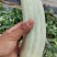 精品头茬博洋61大量上市中欢迎选购，欢迎老板选购