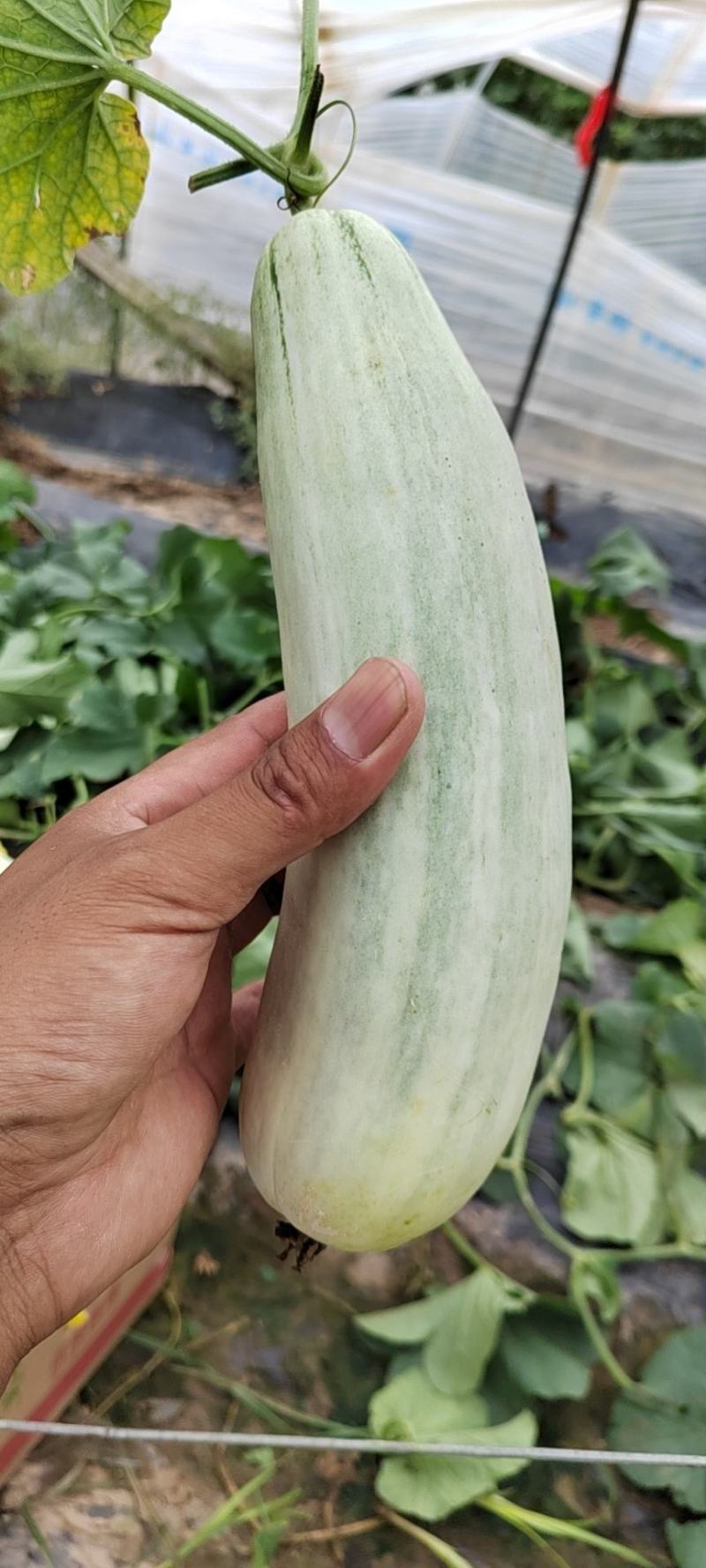 精品头茬博洋61大量上市中欢迎选购，欢迎老板选购
