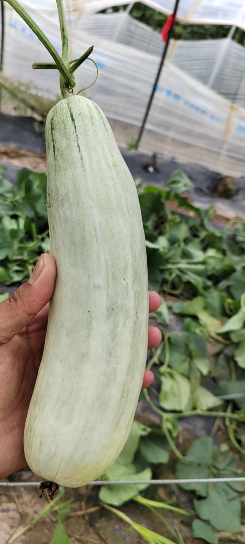 精品头茬博洋61大量上市中欢迎选购，欢迎老板选购