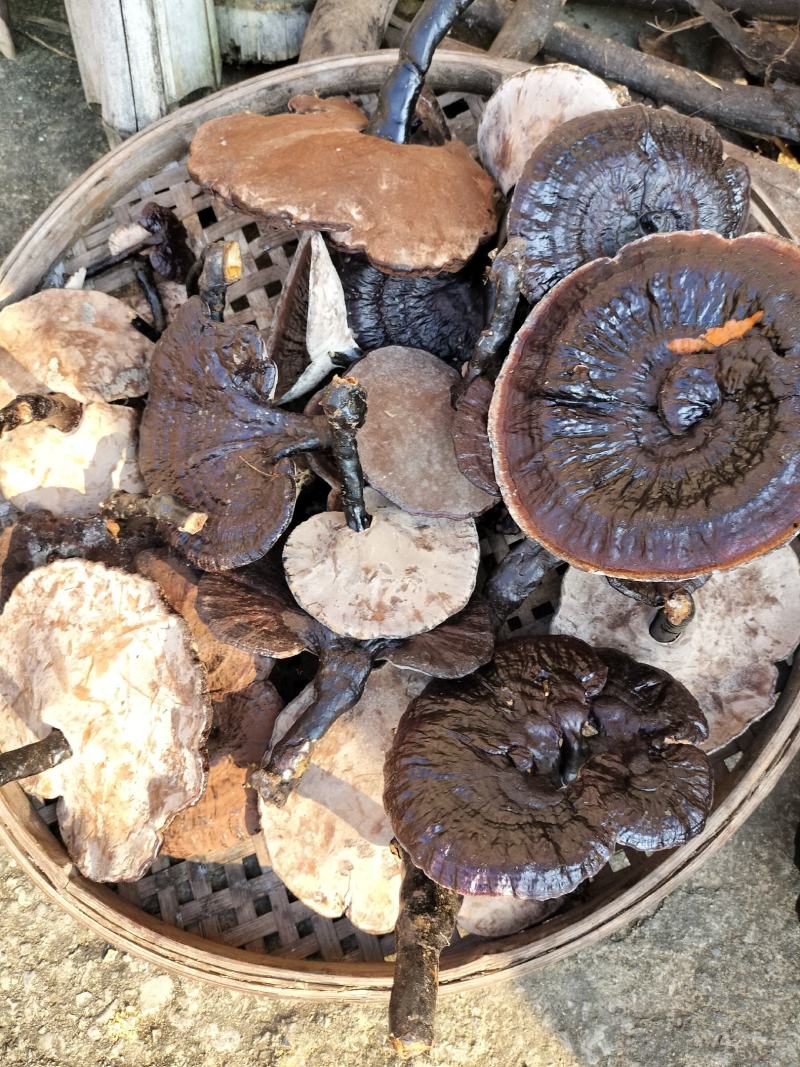 野生灵芝